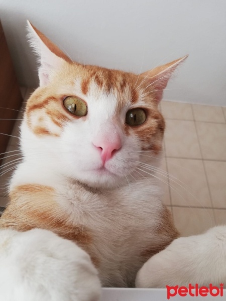 Sarman, Kedi  Tesla fotoğrafı
