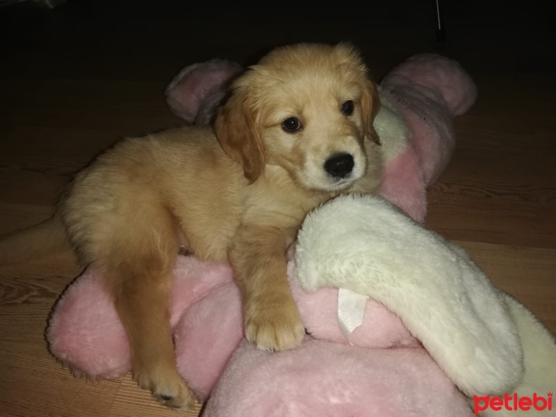 Golden Retriever, Köpek  Bobi fotoğrafı