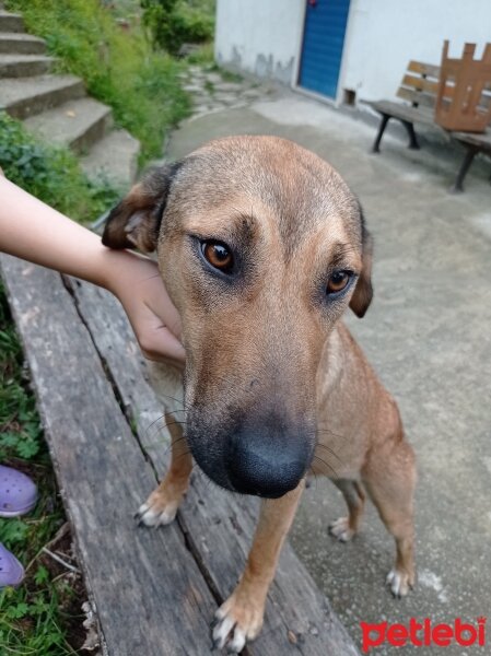 Rhodesian Ridgeback, Köpek  Karamel fotoğrafı