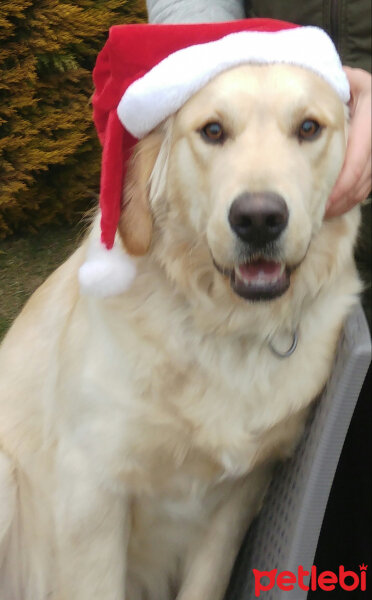 Golden Retriever, Köpek  Odin fotoğrafı