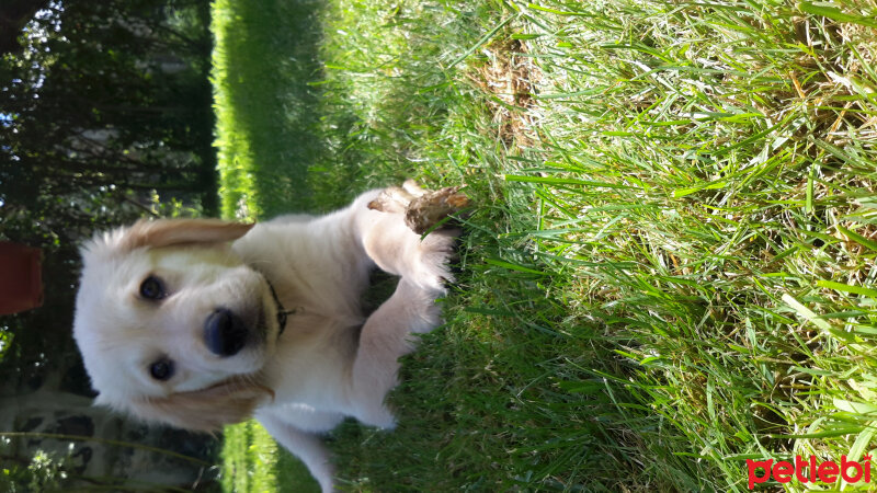 Golden Retriever, Köpek  Odin fotoğrafı