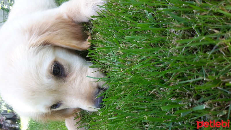 Golden Retriever, Köpek  Odin fotoğrafı