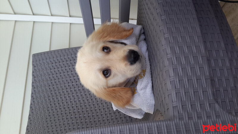 Golden Retriever, Köpek  Odin fotoğrafı