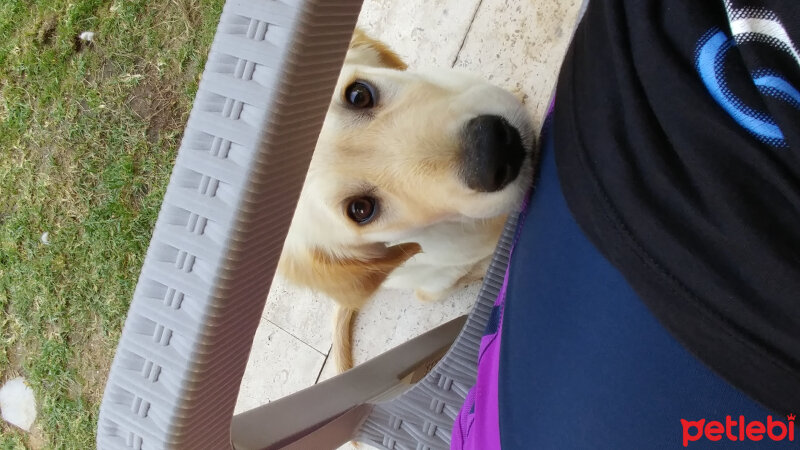 Golden Retriever, Köpek  Odin fotoğrafı