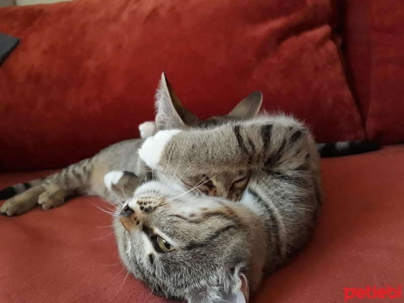 Tekir Kedi, Kedi  Mira ve gece fotoğrafı