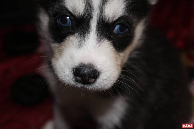 Sibirya Kurdu (Husky), Köpek  ICE  fotoğrafı