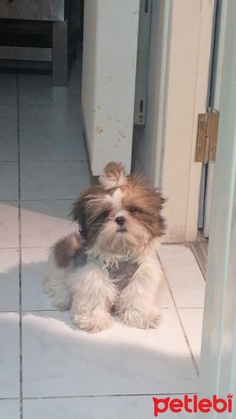 Shih Tzu, Köpek  Pars fotoğrafı