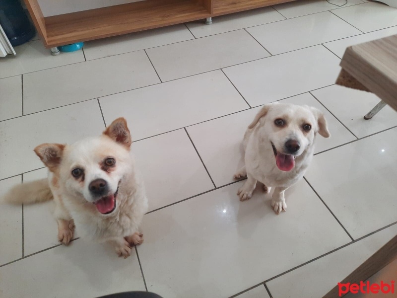 Sokö (Sokak Köpeği), Köpek  Kutup fotoğrafı