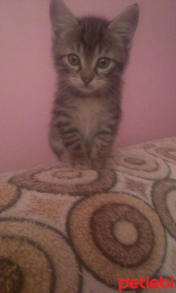 Tekir Kedi, Kedi  TEKİR fotoğrafı
