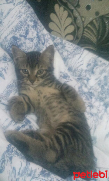 Tekir Kedi, Kedi  TEKİR fotoğrafı