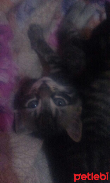 Tekir Kedi, Kedi  TEKİR fotoğrafı