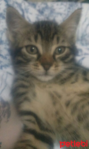 Tekir Kedi, Kedi  TEKİR fotoğrafı