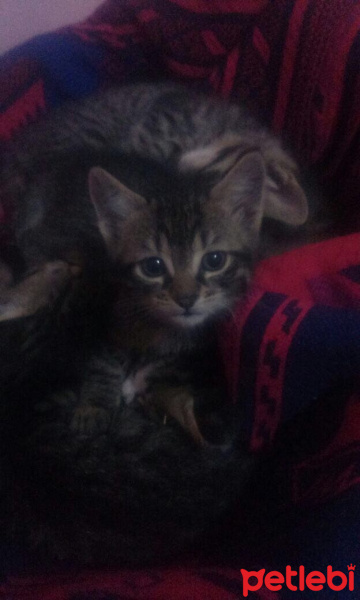 Tekir Kedi, Kedi  TEKİR fotoğrafı