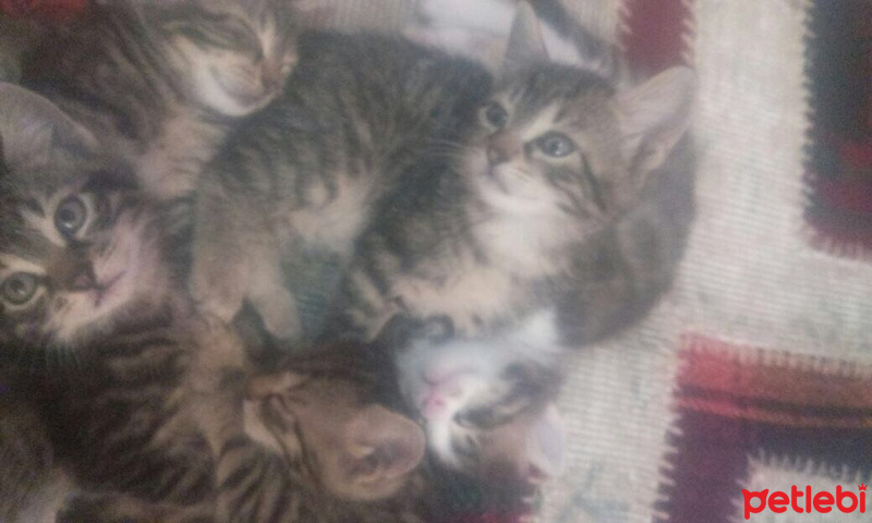 Tekir Kedi, Kedi  TEKİR fotoğrafı