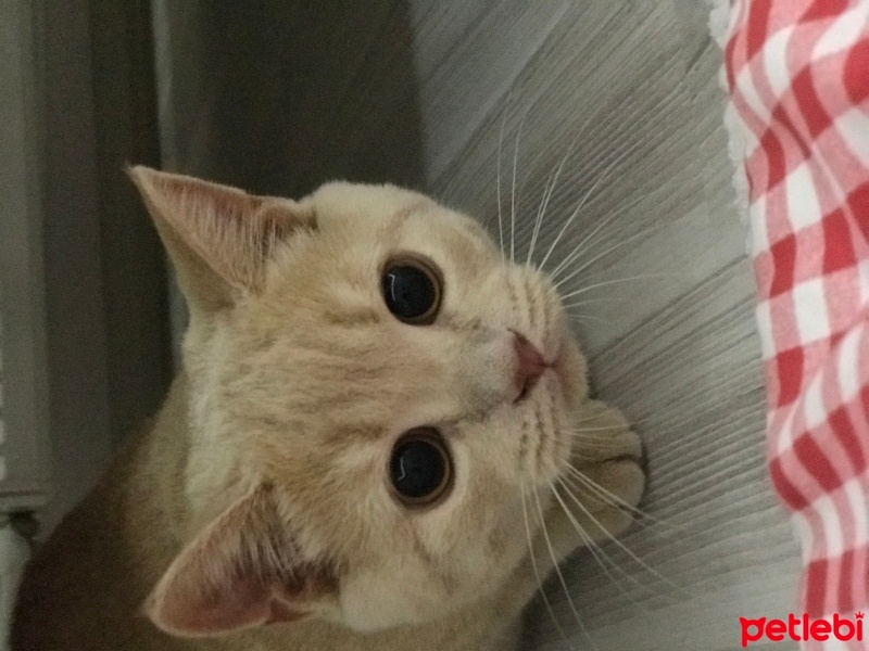 British Shorthair, Kedi  Tarçın fotoğrafı