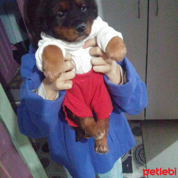 Alman Çoban Köpeği, Köpek  Shadow  fotoğrafı