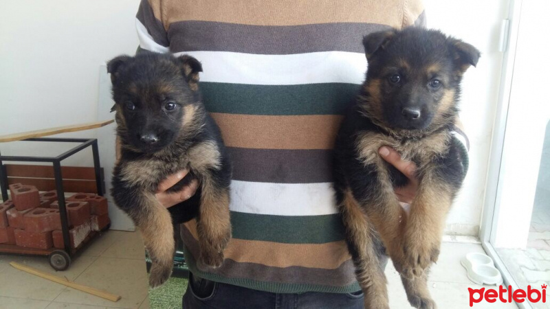 Alman Çoban Köpeği, Köpek  Kurt fotoğrafı