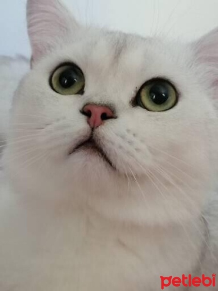 Scottish Fold, Kedi  Bulut fotoğrafı