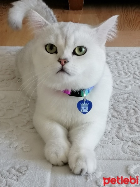 Scottish Fold, Kedi  Bulut fotoğrafı