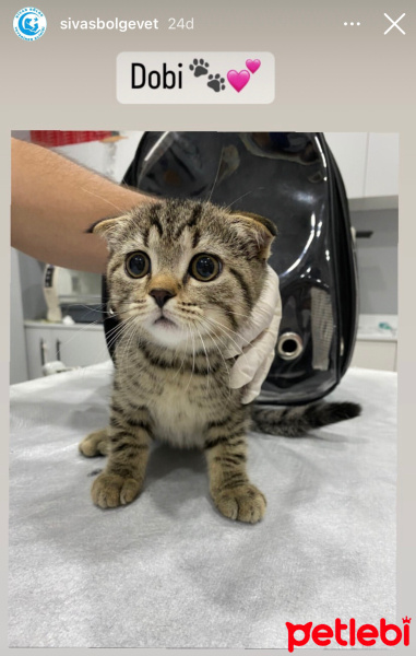 Scottish Fold, Kedi  Dobby fotoğrafı