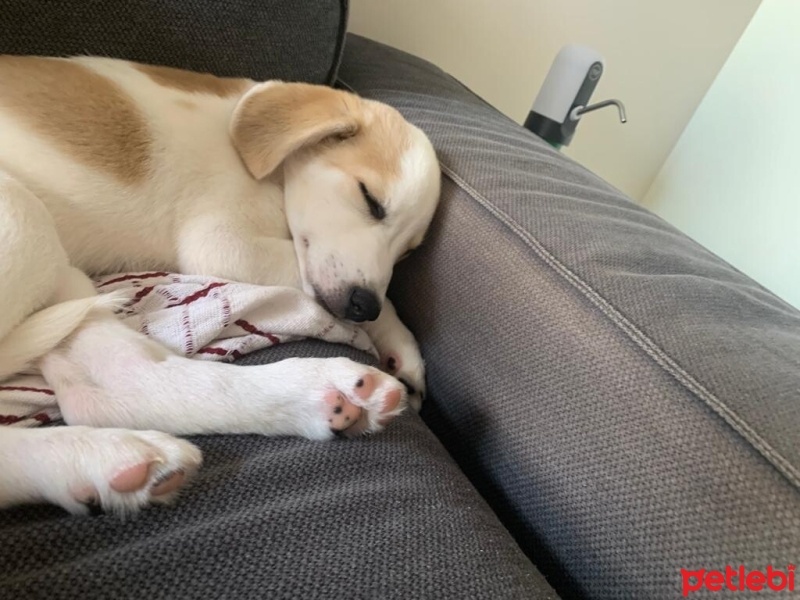 İngiliz Setter, Köpek  Buddy fotoğrafı