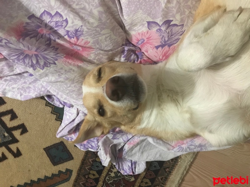 Sokö (Sokak Köpeği), Köpek  Orion fotoğrafı