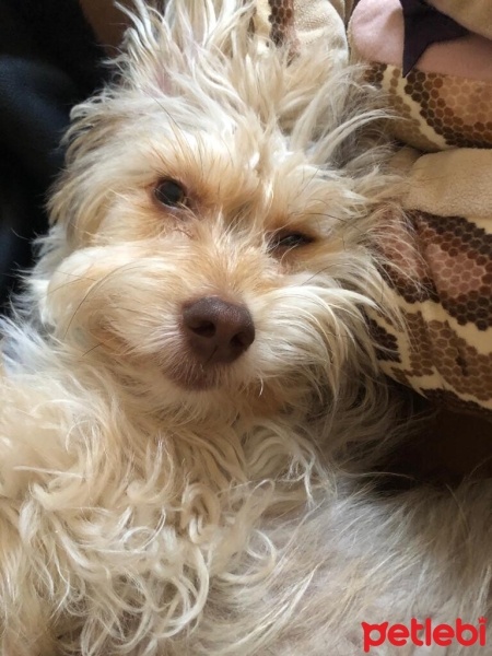 Yorkshire Terrier, Köpek  Vega fotoğrafı