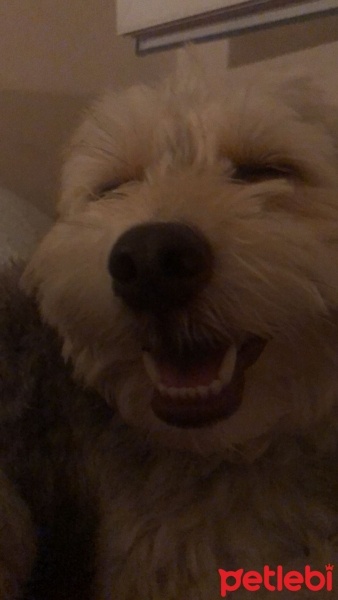 Yorkshire Terrier, Köpek  Vega fotoğrafı