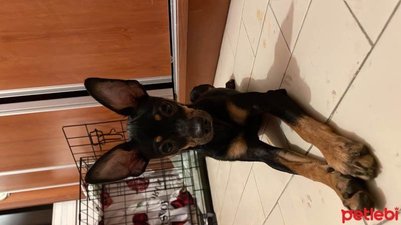 Minyatür Pinscher, Köpek  Stitch fotoğrafı