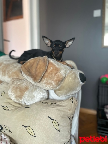 Minyatür Pinscher, Köpek  Stitch fotoğrafı