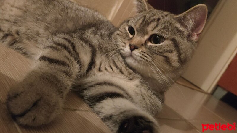 British Shorthair, Kedi  Rafel fotoğrafı