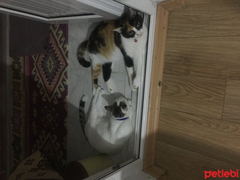 Tekir Kedi, Kedi  Gümüş fotoğrafı