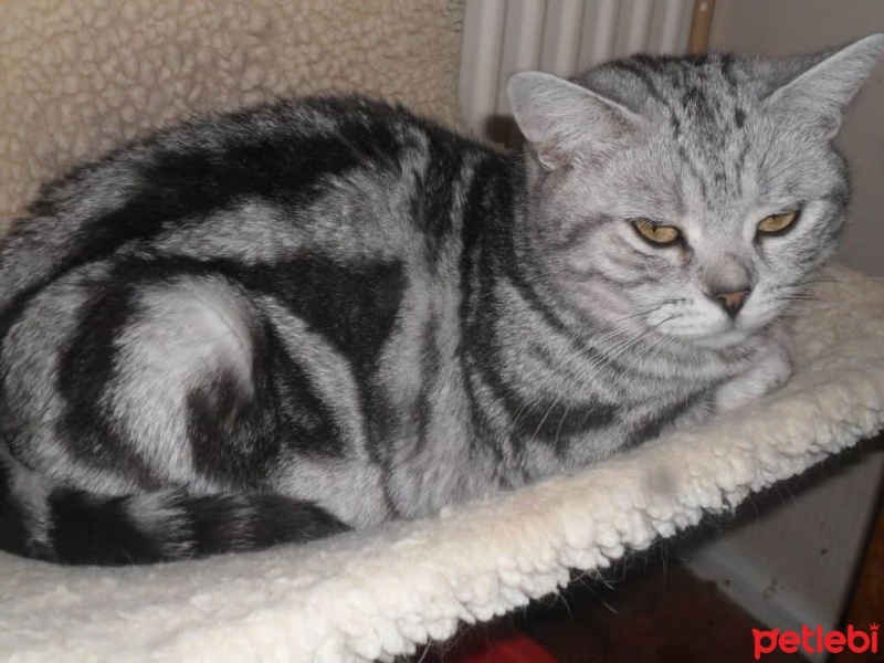 British Shorthair, Kedi  diana fotoğrafı