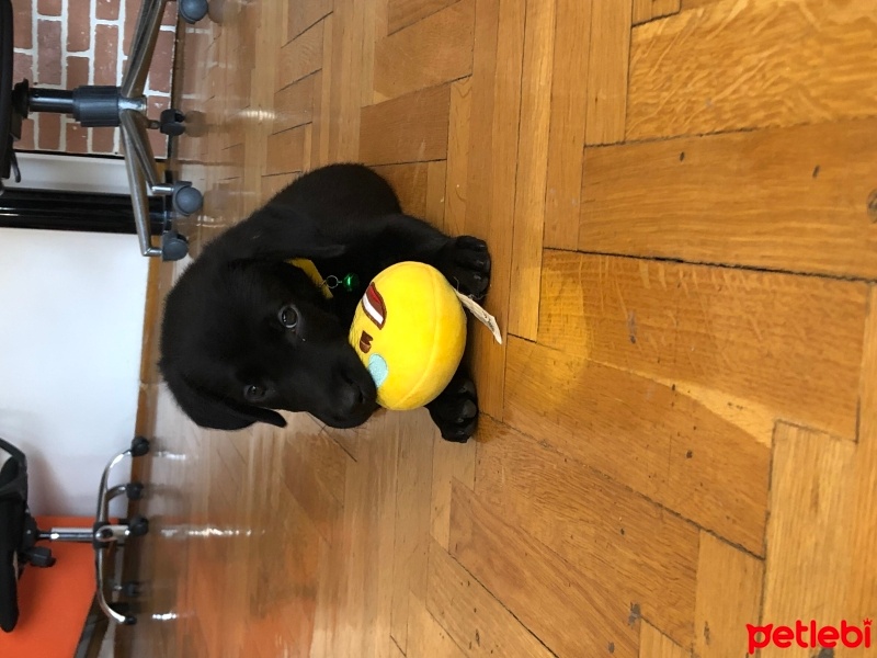 Labrador Retriever, Köpek  Oscar fotoğrafı