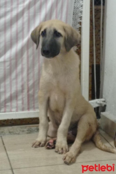 Kangal, Köpek  Cafer fotoğrafı