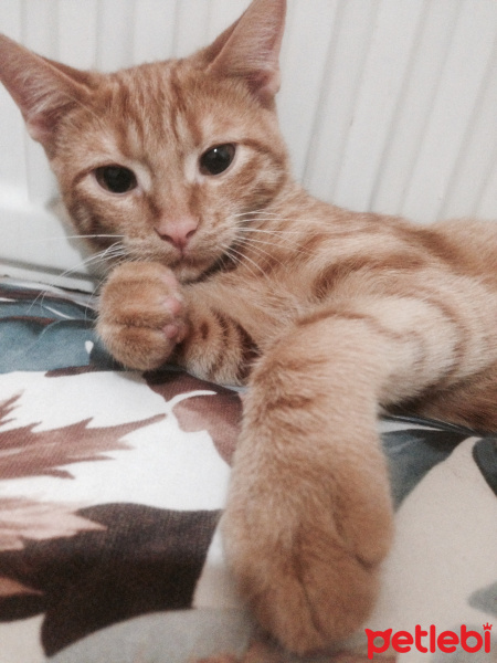 Tekir Kedi, Kedi  Havuç fotoğrafı