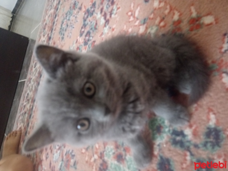 British Shorthair, Kedi  Şila fotoğrafı