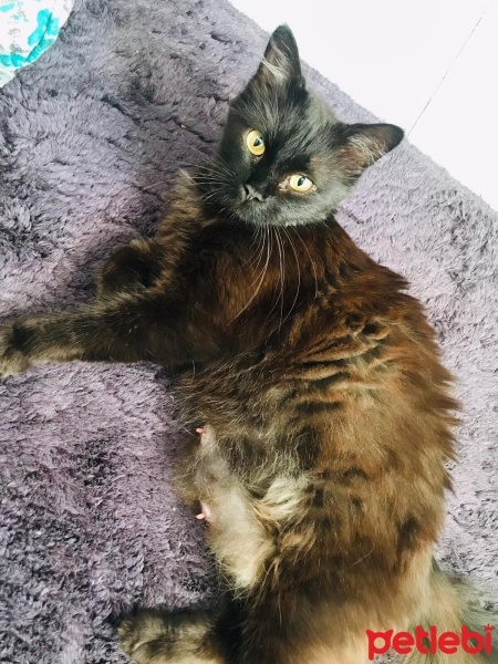 Sarman, Kedi  Asil, gece,çakıl fotoğrafı
