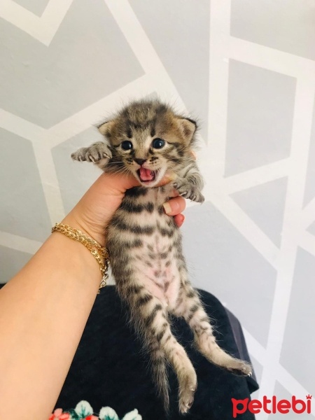 Sarman, Kedi  Asil, gece,çakıl fotoğrafı