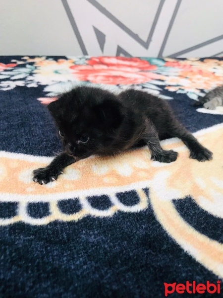 Sarman, Kedi  Asil, gece,çakıl fotoğrafı