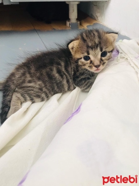 Sarman, Kedi  Asil, gece,çakıl fotoğrafı