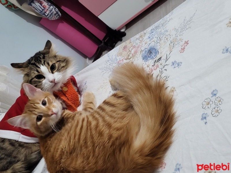 Sarman, Kedi  Lena fotoğrafı