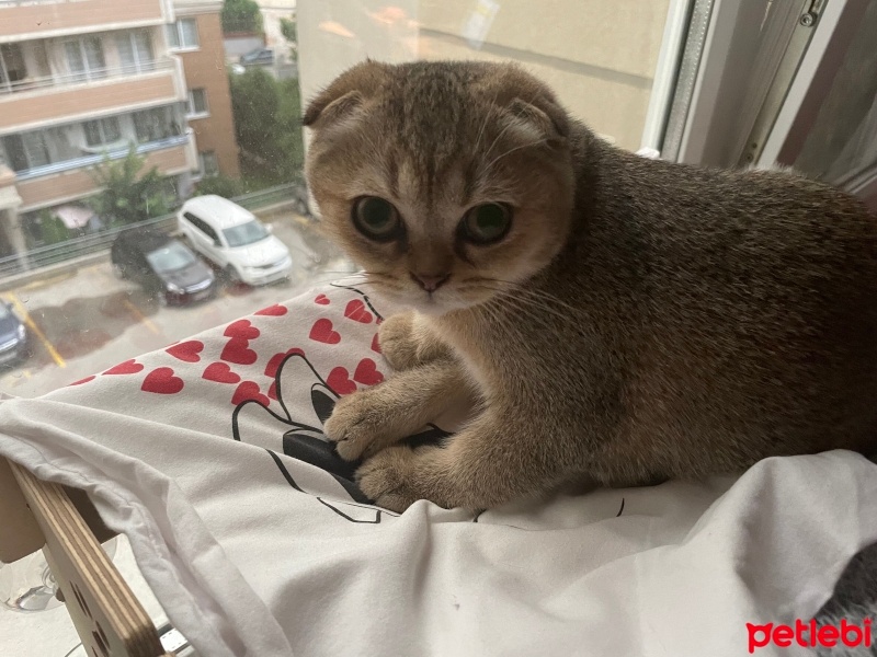 Scottish Fold, Kedi  Mia fotoğrafı