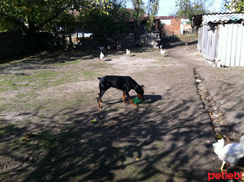 Doberman Pinscher, Köpek  Zeuss  fotoğrafı