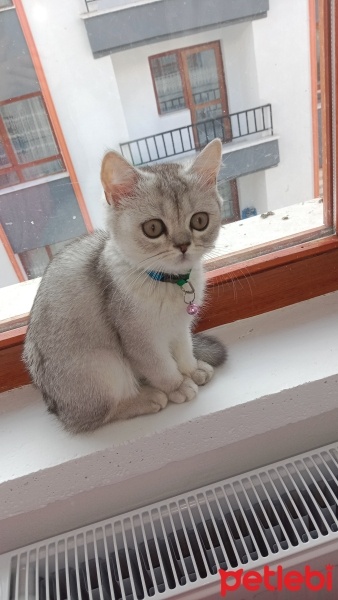 British Shorthair, Kedi  Luna fotoğrafı