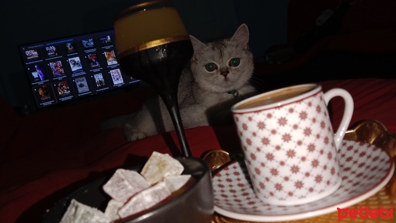 British Shorthair, Kedi  Luna fotoğrafı