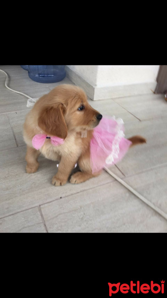 Golden Retriever, Köpek  Maya fotoğrafı