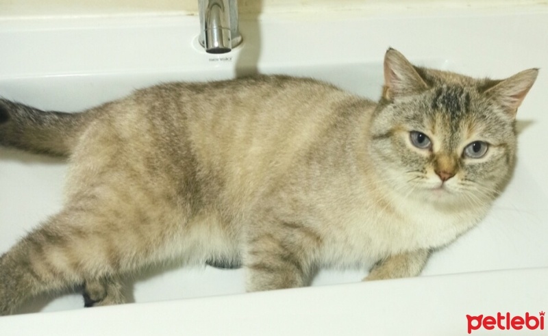 British Shorthair, Kedi  Mia fotoğrafı