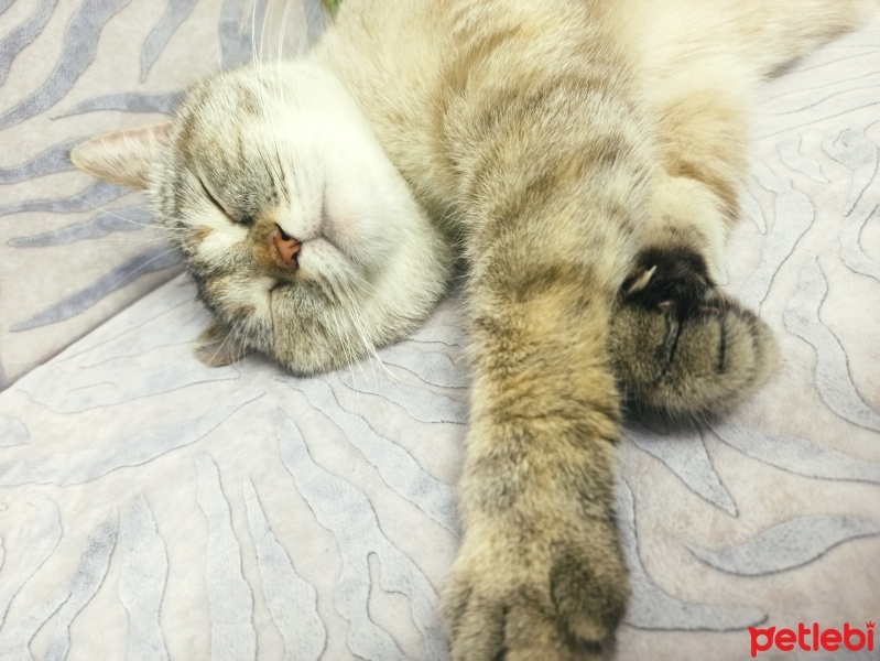 British Shorthair, Kedi  Mia fotoğrafı