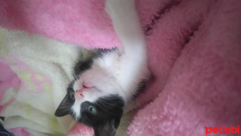 Cymric, Kedi  Ginger  fotoğrafı